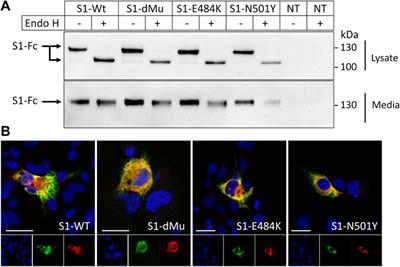 Biochemical Characterization of SARS-CoV-2 Spike RBD Mutations and Their Impact on ACE2 Receptor Binding